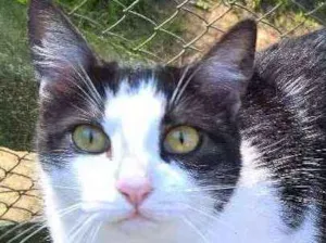 Gato raça srd idade 7 a 11 meses nome Lilica 
