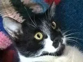 Gato raça srd idade 2 a 6 meses nome maquinhos