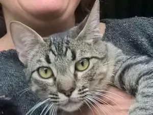 Gato raça srd idade 2 a 6 meses nome tiger