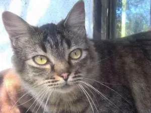 Gato raça srd idade 2 anos nome Morgana