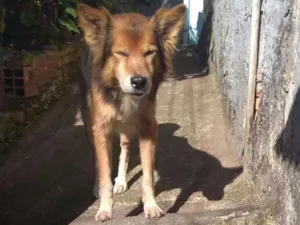 Cachorro raça Vita lata idade 6 ou mais anos nome Bethowen
