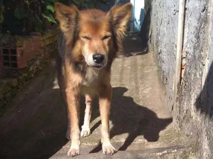 Cachorro ra a Vita lata idade 6 ou mais anos nome Bethowen