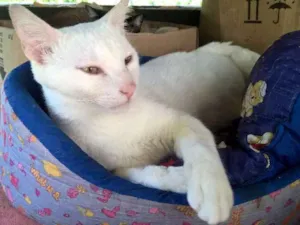 Gato raça srd idade 1 ano nome giovanni