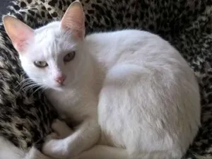 Gato raça srd  idade 1 ano nome Camelia 