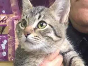 Gato raça SRD idade 2 a 6 meses nome Gael