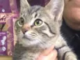 Gael