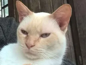 Gato raça Red point  idade 1 ano nome mirtilo