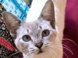 Gato raça siberiano idade 1 ano nome panqueca