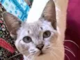 panqueca