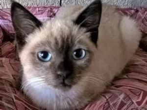 Gato raça siamês  idade 2 a 6 meses nome davi
