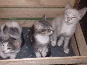 Gato raça Não sei a raça,  idade 2 a 6 meses nome Ainda não tem nome!