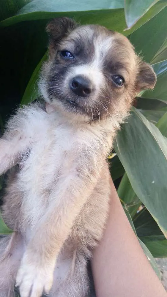Cachorro raça Vira-Lata idade Abaixo de 2 meses nome Snoop