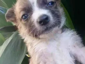 Cachorro raça Vira-Lata idade Abaixo de 2 meses nome Snoop