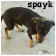 Spayk