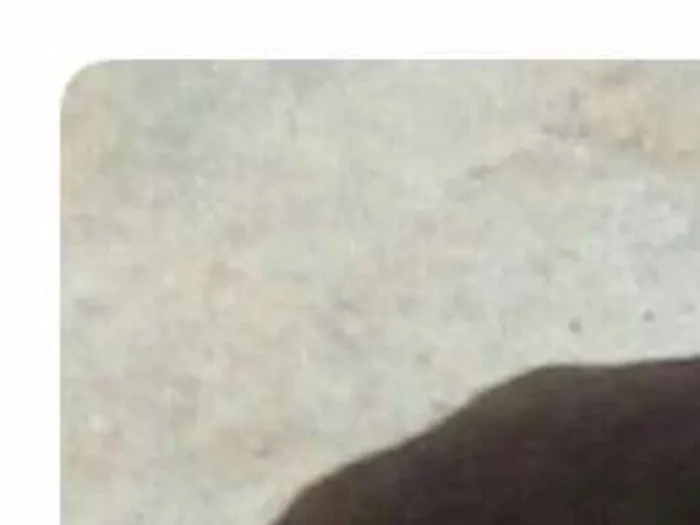 Cachorro ra a Sem raça definida idade 2 anos nome Spayk