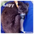 Lupy
