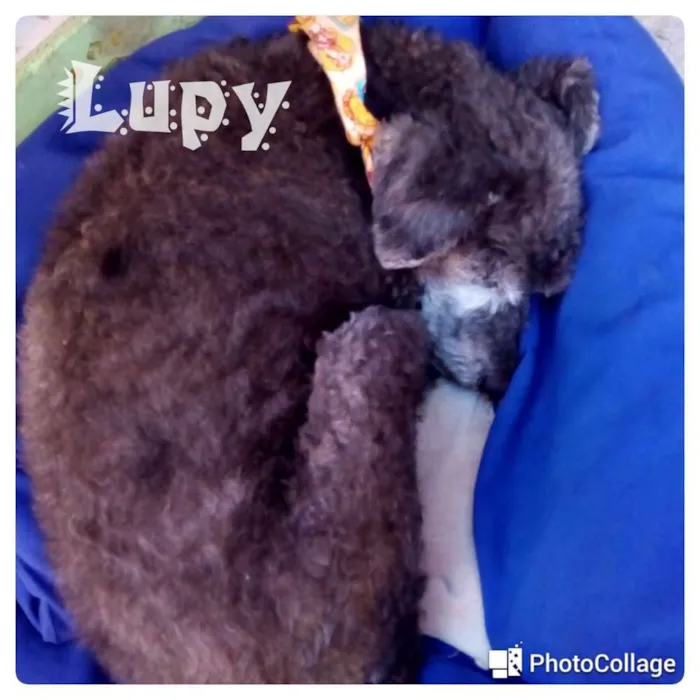 Cachorro ra a Sem raça definida idade 6 ou mais anos nome Lupy
