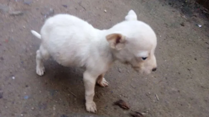 Cachorro raça Vira-lata idade Abaixo de 2 meses nome Nao tem nome