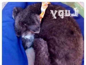 Cachorro raça Sem raça definida idade 6 ou mais anos nome Lupy