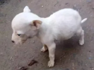 Cachorro raça Vira-lata idade Abaixo de 2 meses nome Nao tem nome