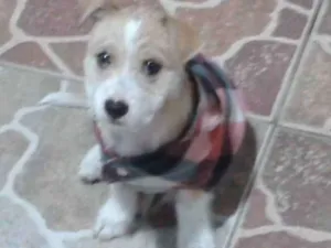 Cachorro raça vira-lata idade 2 a 6 meses nome Mel