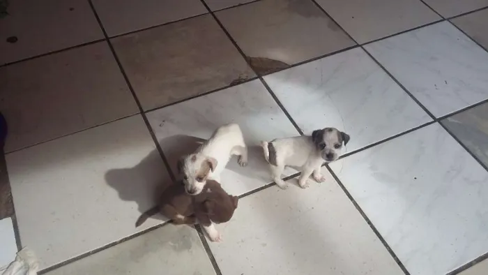 Cachorro raça  idade 2 a 6 meses nome Sem nome 