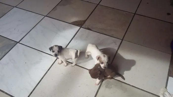 Cachorro raça  idade 2 a 6 meses nome Sem nome 