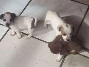 Cachorro raça  idade 2 a 6 meses nome Sem nome 