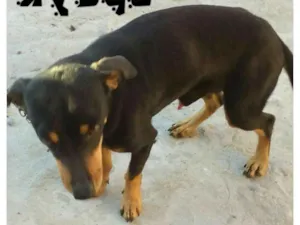 Cachorro raça Sem raça definida idade 2 anos nome Spayk