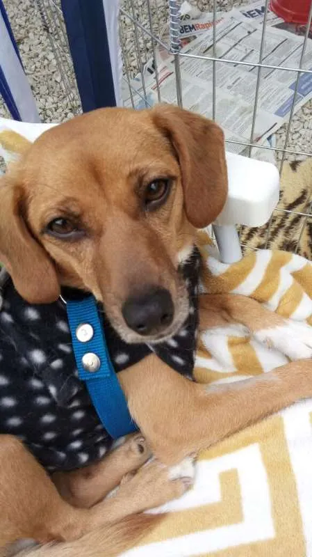 Cachorro ra a SRD idade 1 ano nome Morgana