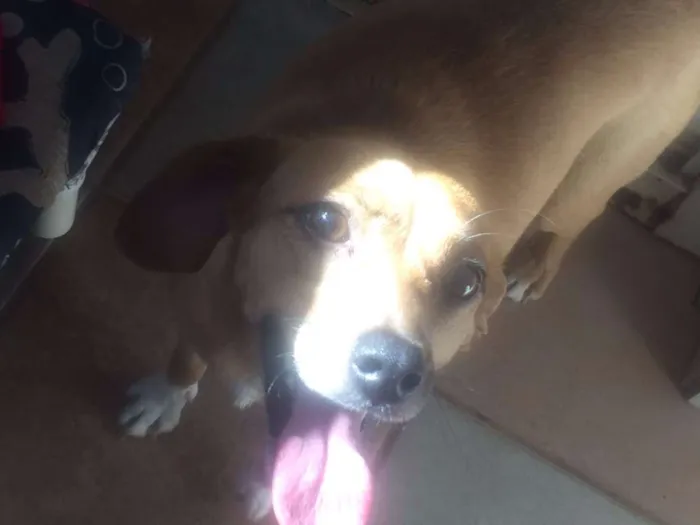 Cachorro ra a SRD idade 1 ano nome Morgana