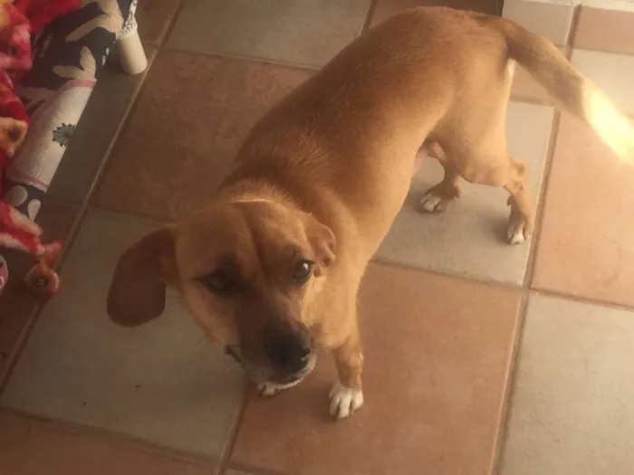 Cachorro ra a SRD idade 1 ano nome Morgana