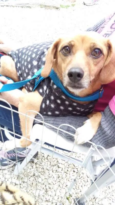 Cachorro ra a SRD idade 1 ano nome Morgana