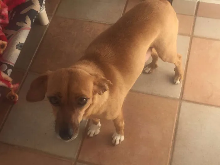 Cachorro ra a SRD idade 1 ano nome Morgana