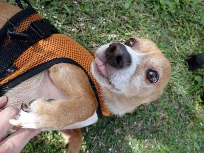 Cachorro ra a SRS idade 2 anos nome Faisca