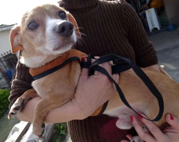 Cachorro ra a SRS idade 2 anos nome Faisca