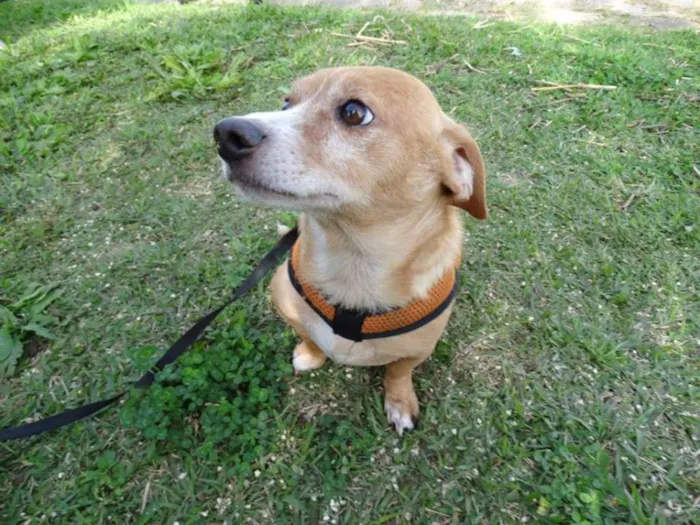 Cachorro ra a SRS idade 2 anos nome Faisca