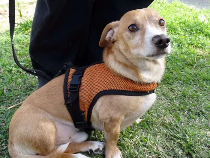 Cachorro ra a SRS idade 2 anos nome Faisca