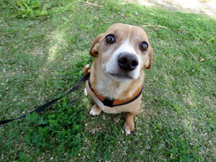 Cachorro ra a SRS idade 2 anos nome Faisca