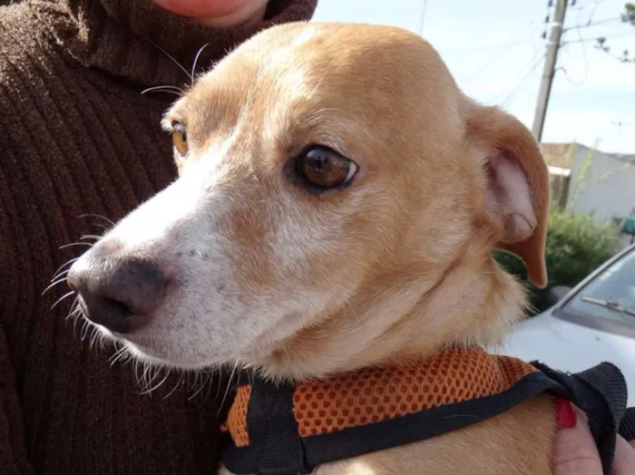 Cachorro ra a SRS idade 2 anos nome Faisca