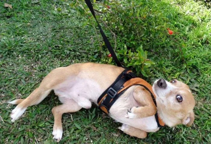 Cachorro ra a SRS idade 2 anos nome Faisca