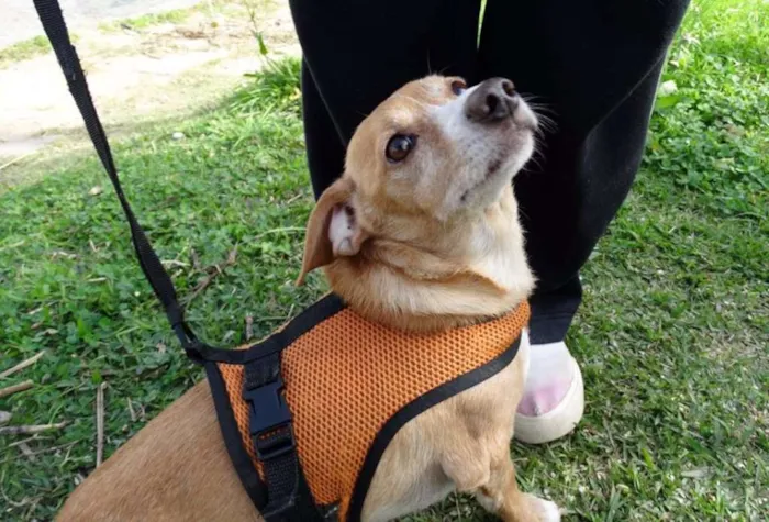 Cachorro ra a SRS idade 2 anos nome Faisca