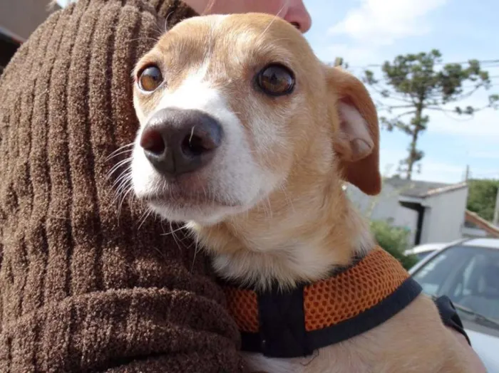 Cachorro ra a SRS idade 2 anos nome Faisca