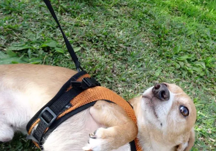 Cachorro ra a SRS idade 2 anos nome Faisca