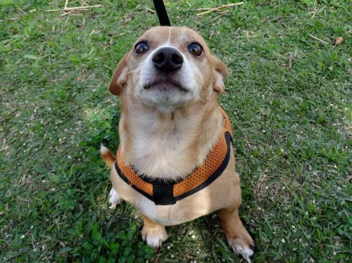Cachorro ra a SRS idade 2 anos nome Faisca