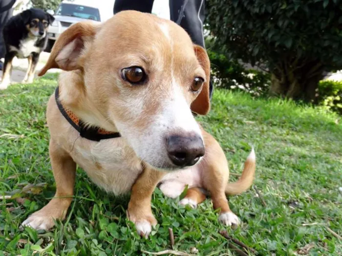 Cachorro ra a SRS idade 2 anos nome Faisca