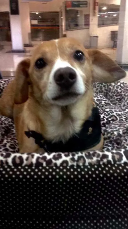 Cachorro ra a SRS idade 2 anos nome Faisca