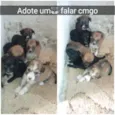 Cachorrinhos