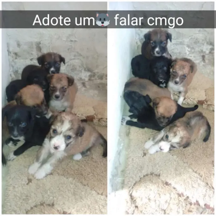 Cachorro raça Poodles idade Abaixo de 2 meses nome Cachorrinhos