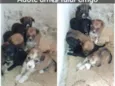 Cachorrinhos